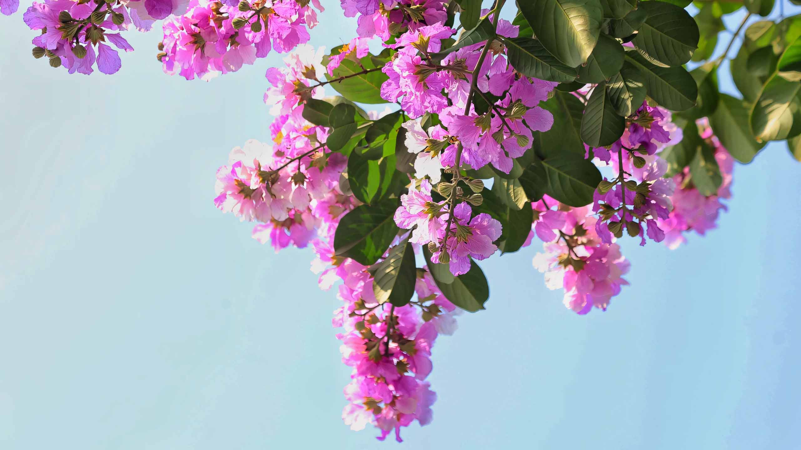 hinh nen anh hoa bang lang buon 2560px 1440px 2k 1