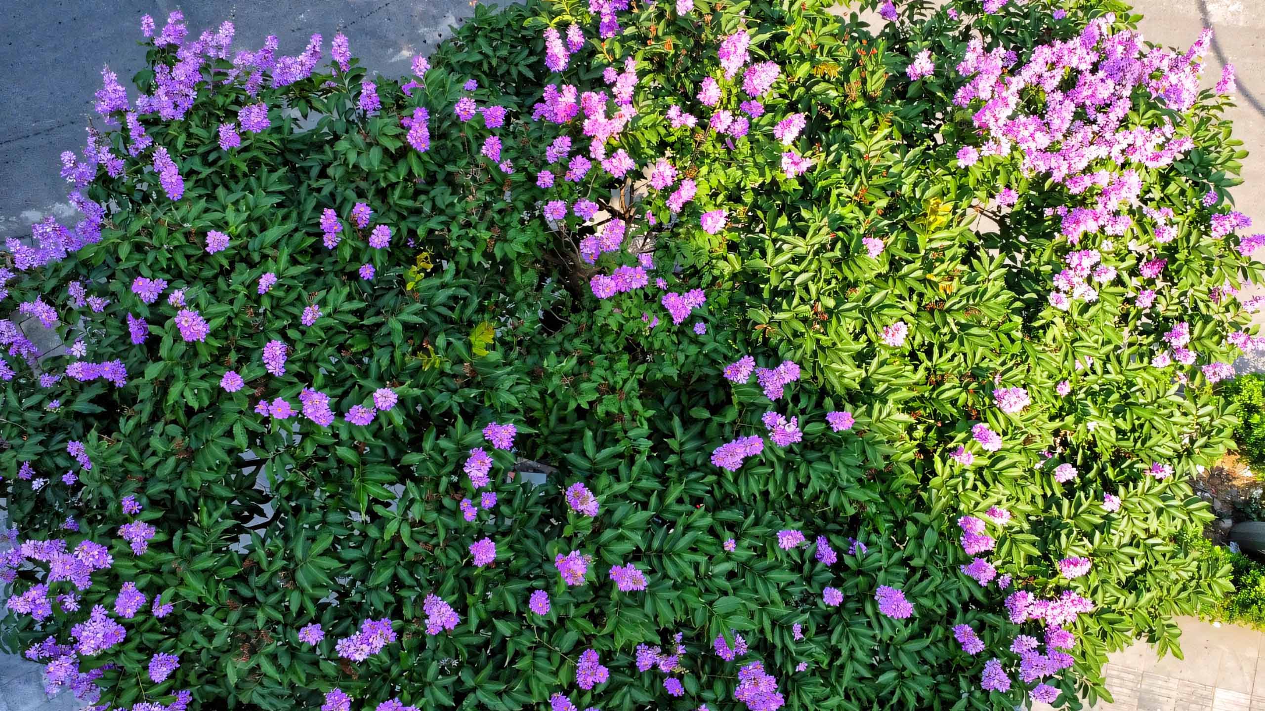 hinh nen anh hoa bang lang buon 2560px 1440px 2k 12