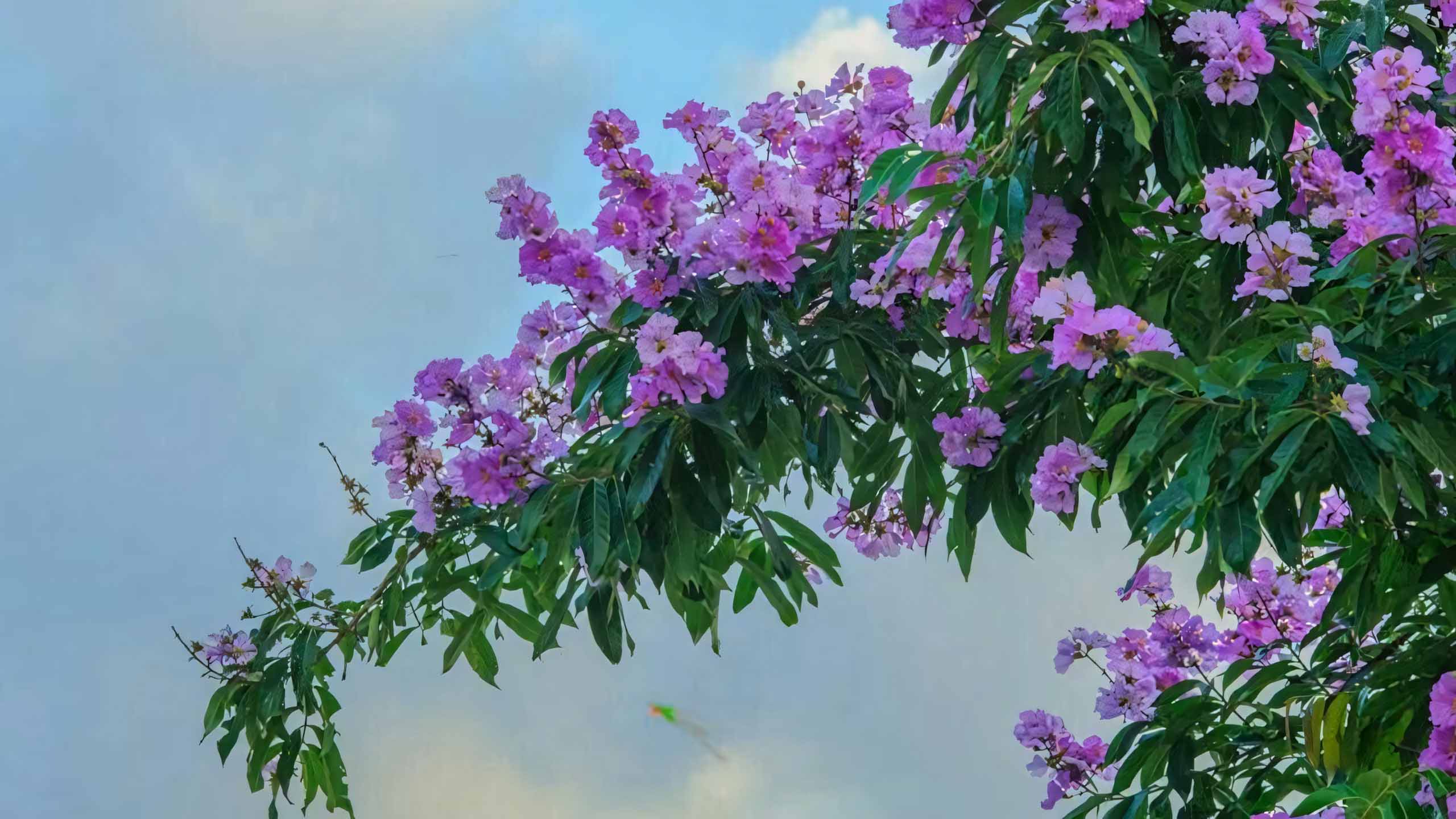 hinh nen anh hoa bang lang buon 2560px 1440px 2k 10