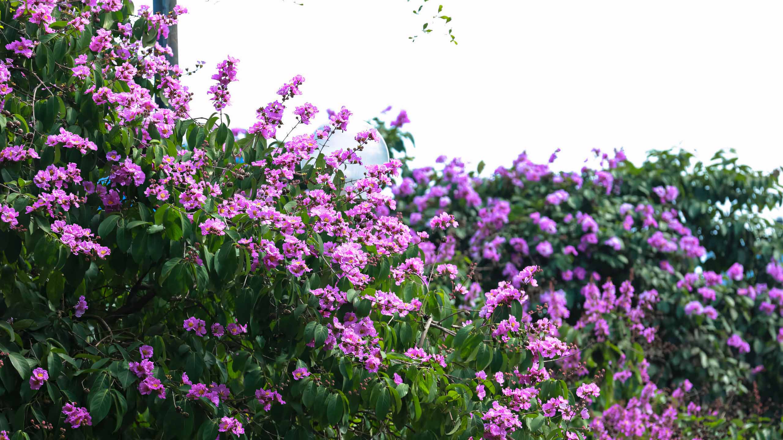 hinh nen anh hoa bang lang buon 2560px 1440px 2k 9