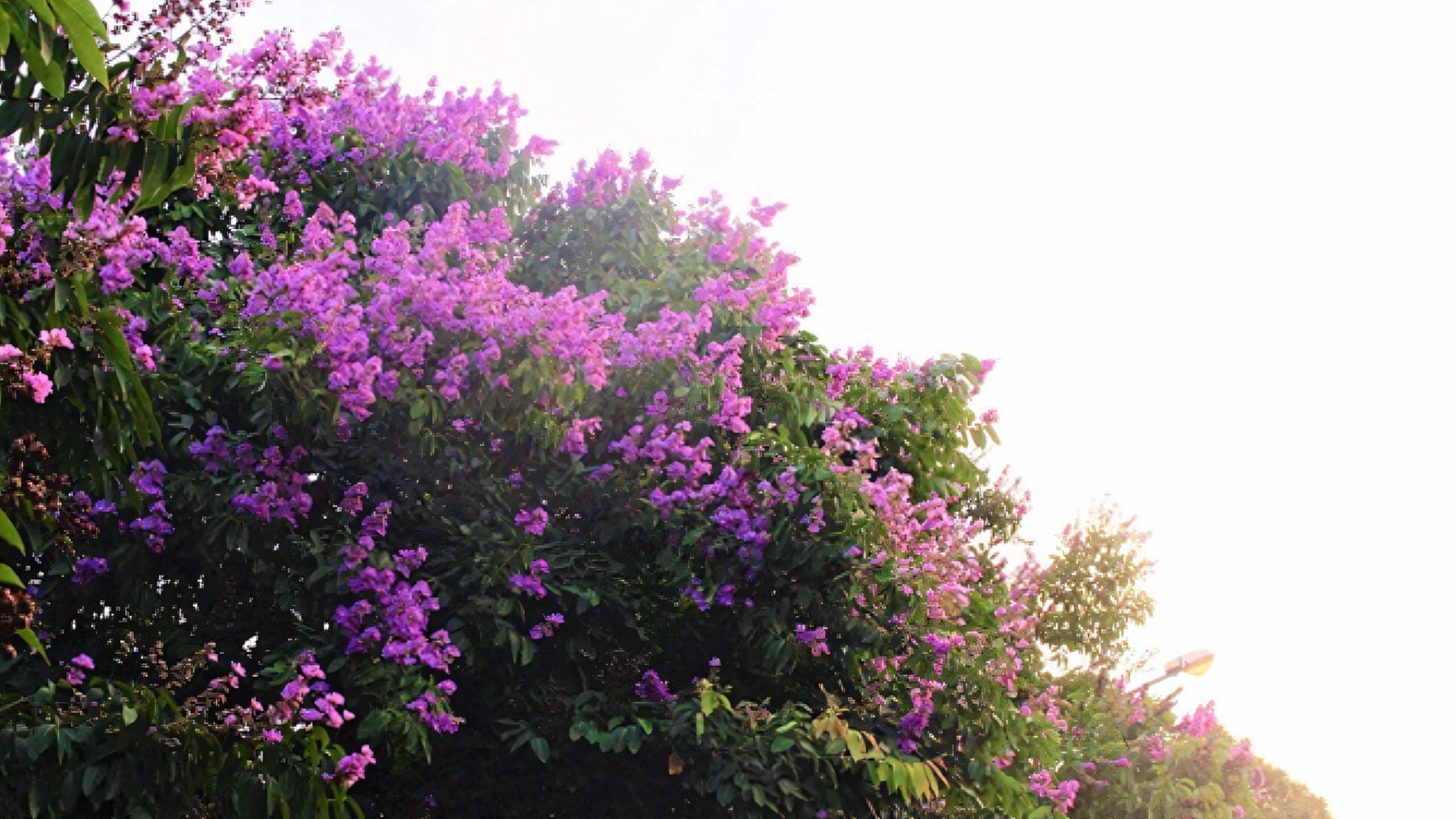 hinh nen anh hoa bang lang buon 2560px 1440px 2k 7