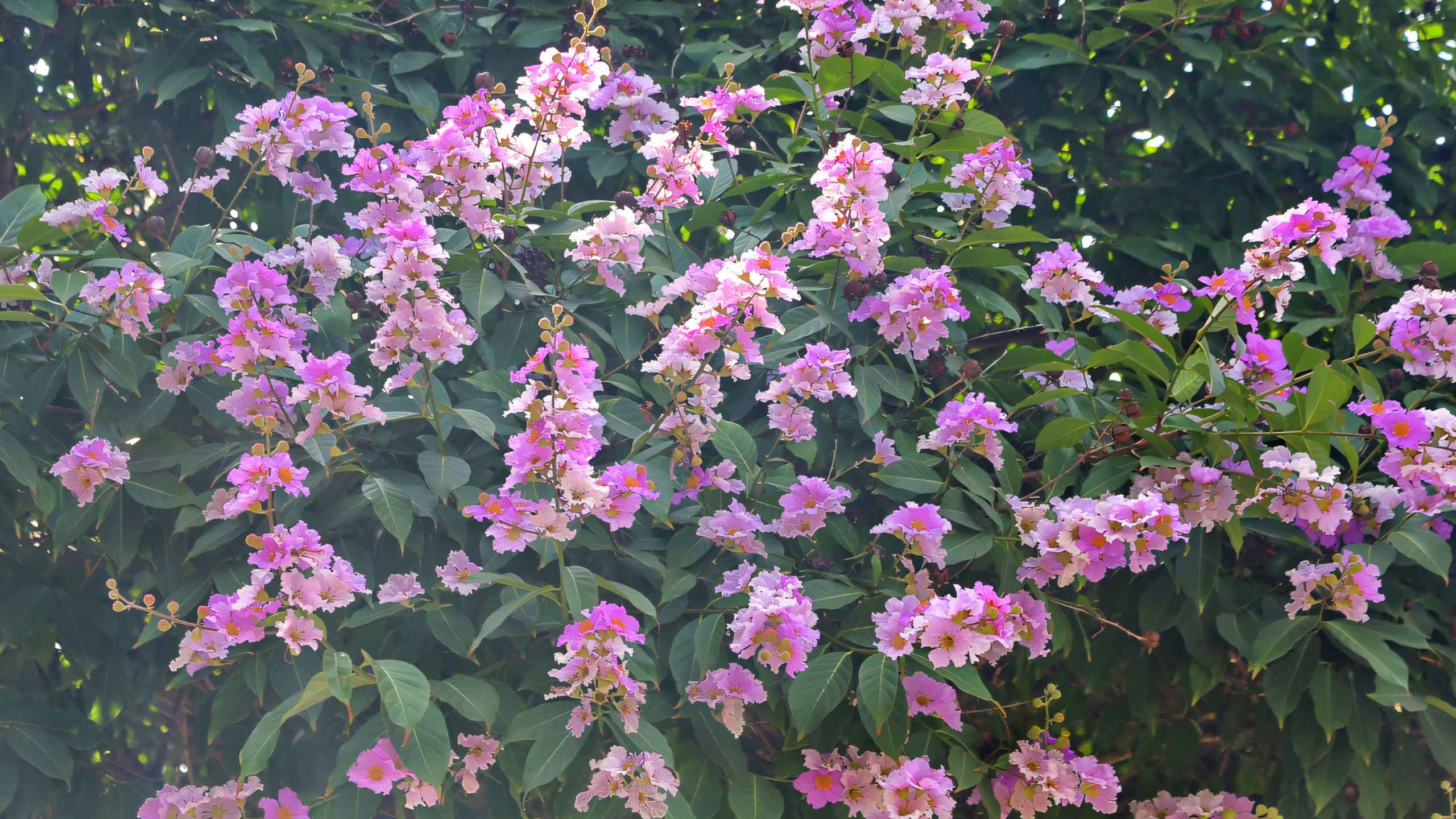 hinh nen anh hoa bang lang buon 2560px 1440px 2k 6