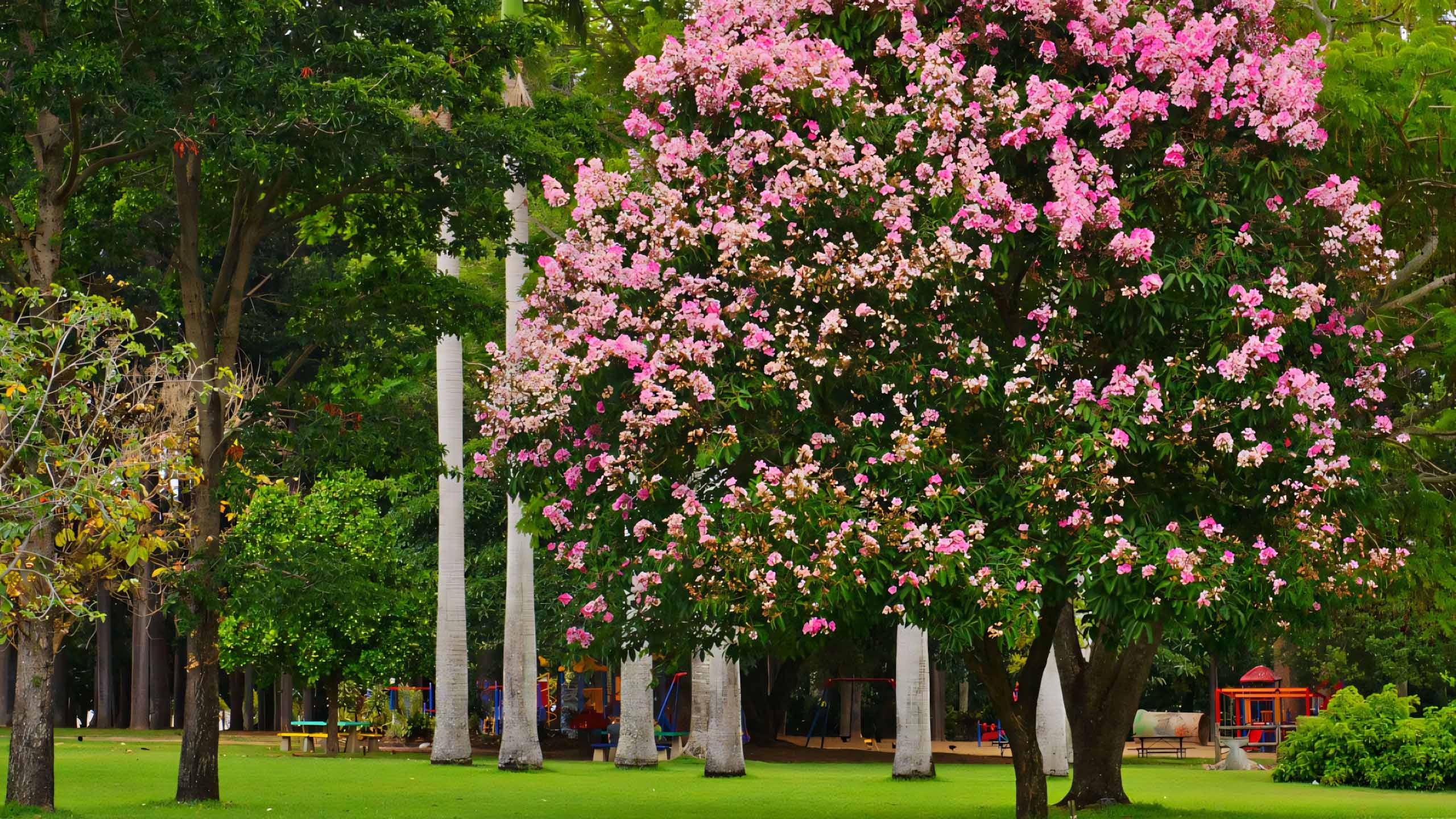 cay anh hoa bang lang buon 2560px 1440px 2k 11