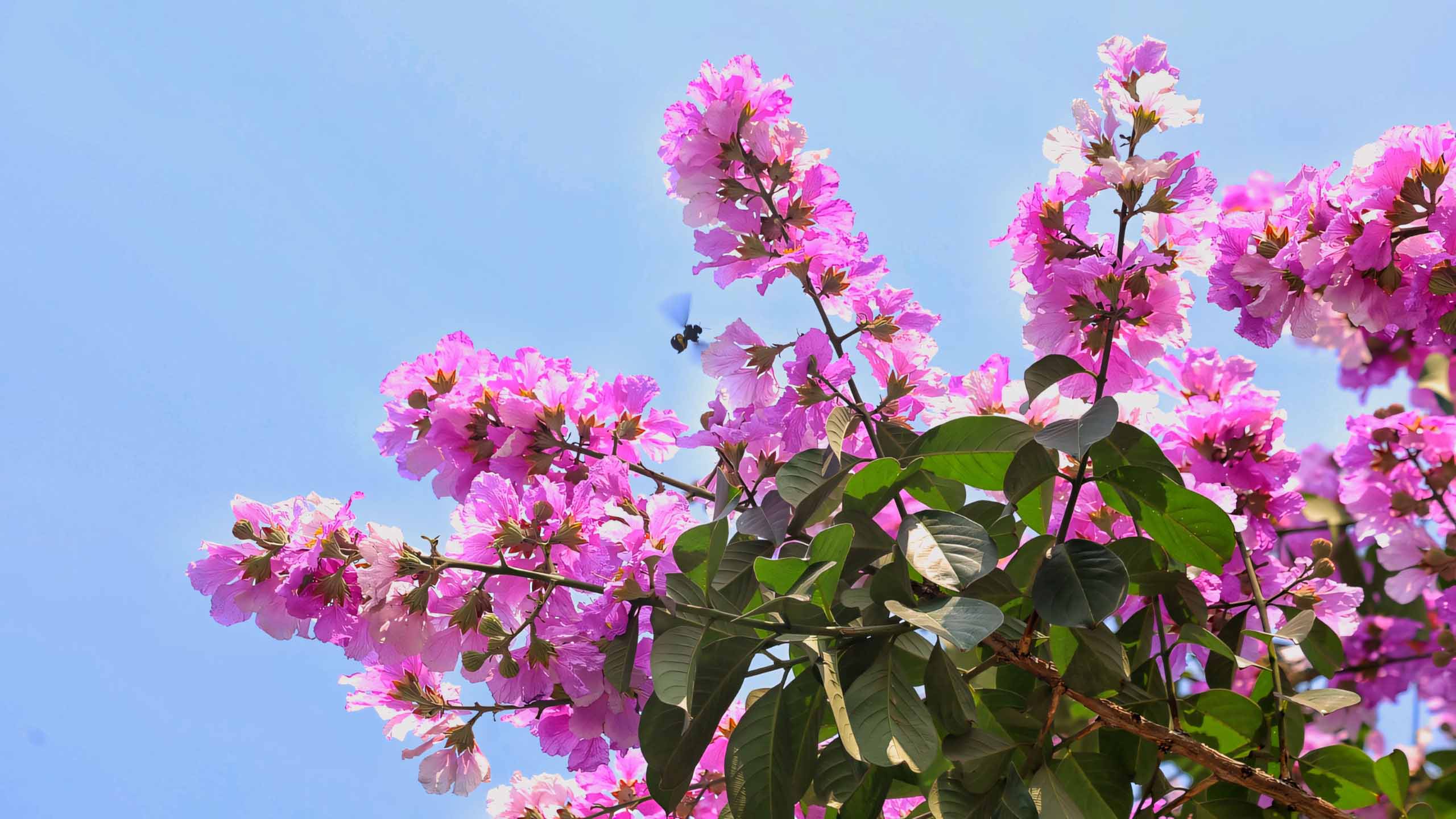 hinh nen anh hoa bang lang buon 2560px 1440px 2k 5