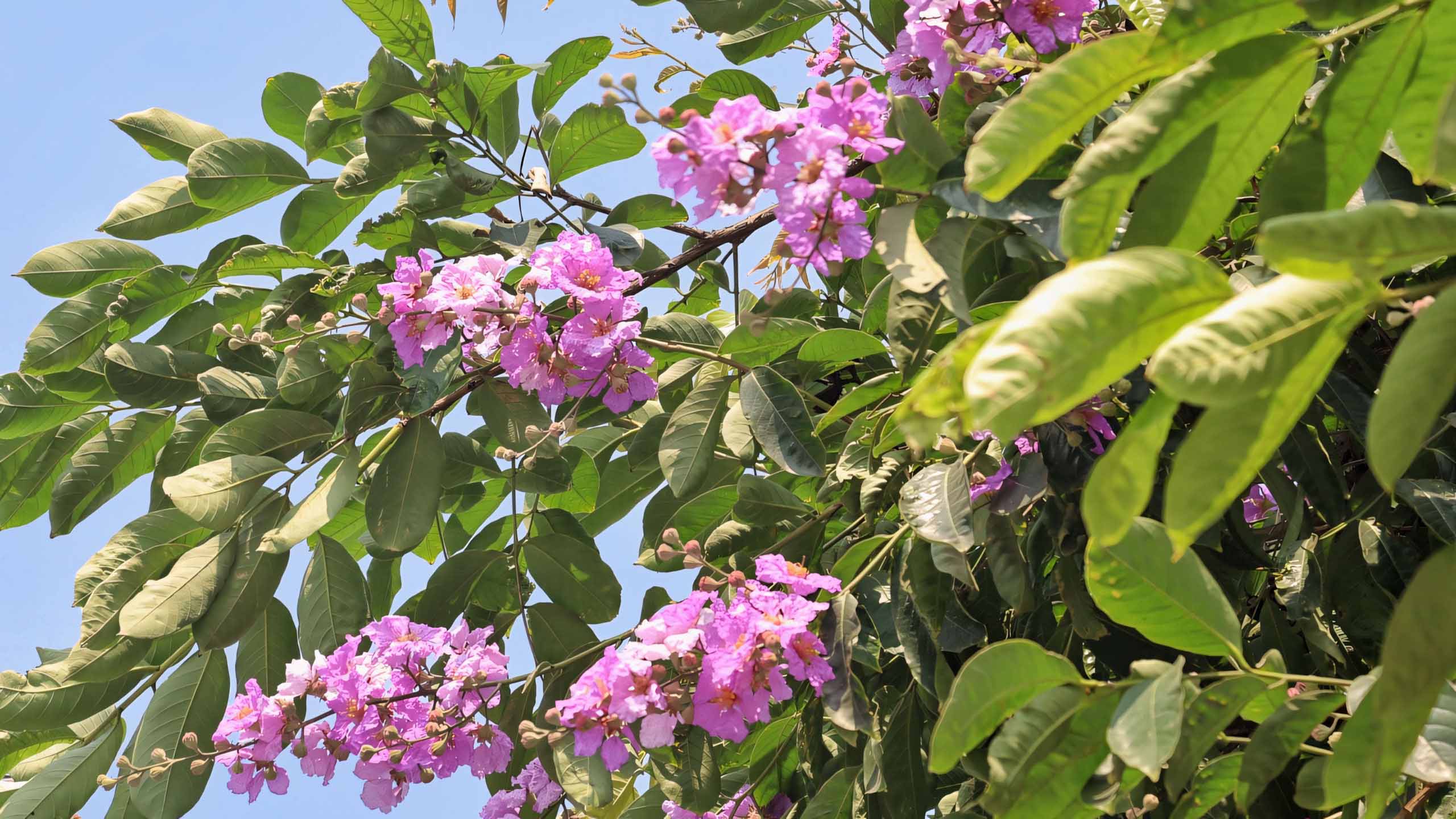 hinh nen anh hoa bang lang buon 2560px 1440px 2k 3