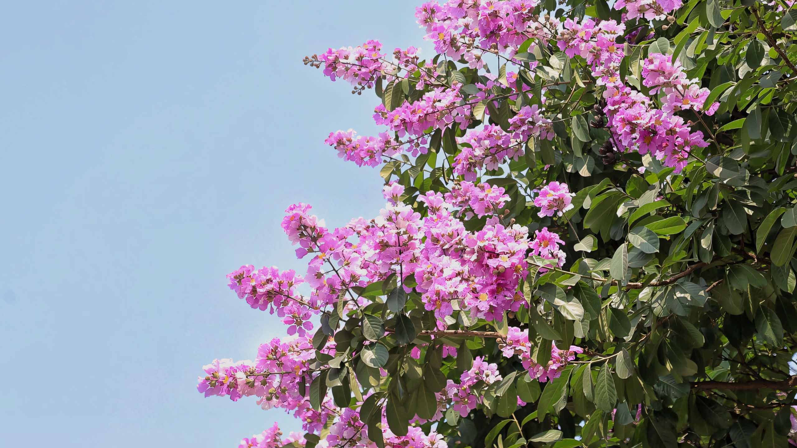 hinh nen anh hoa bang lang buon 2560px 1440px 2k 2