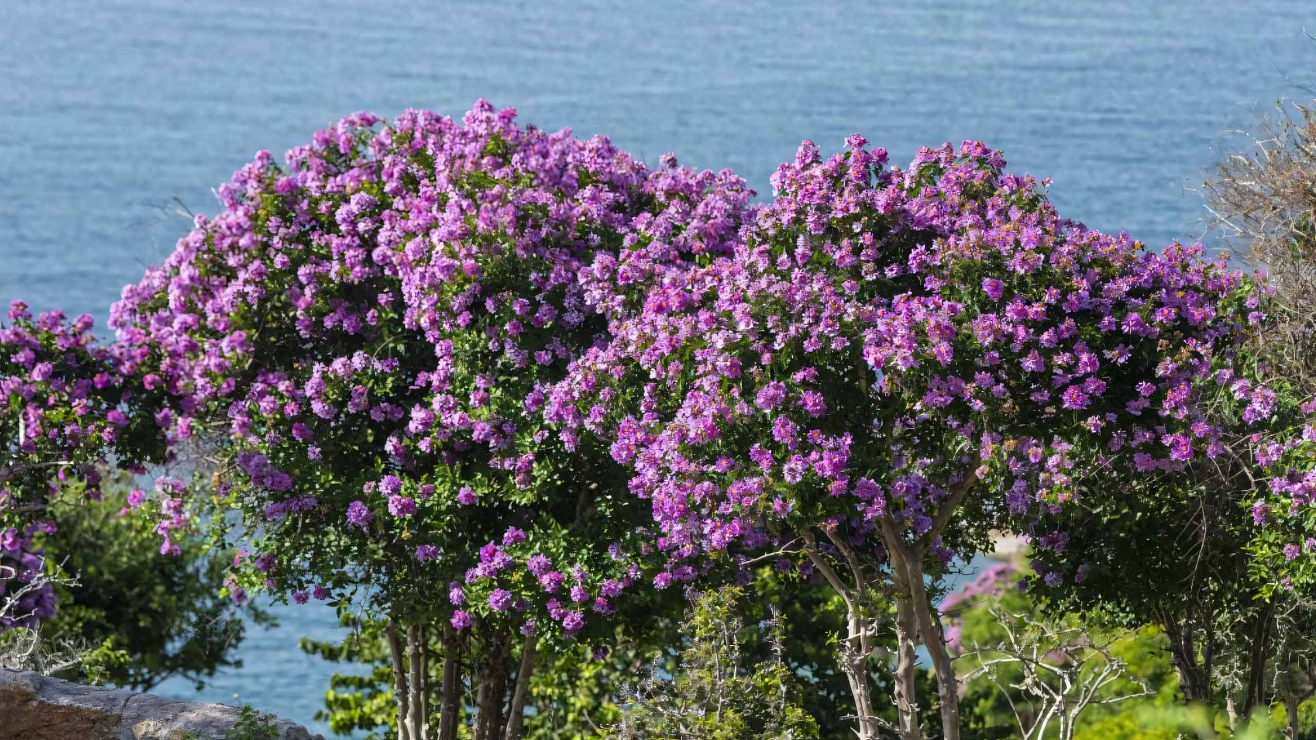 cay anh hoa bang lang buon 2560px 1440px 2k 10