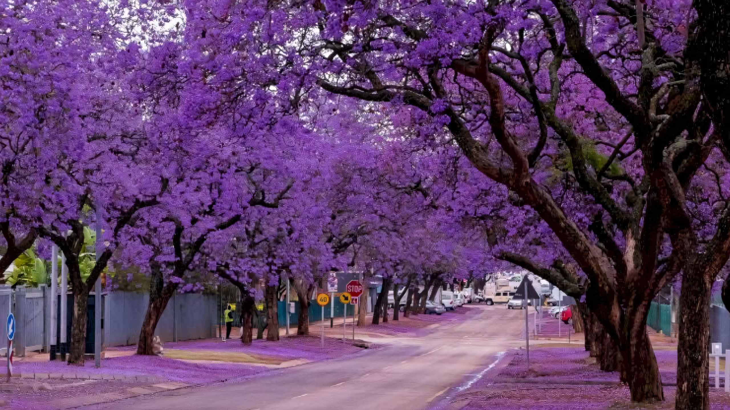 cay anh hoa bang lang buon 2560px 1440px 2k 9