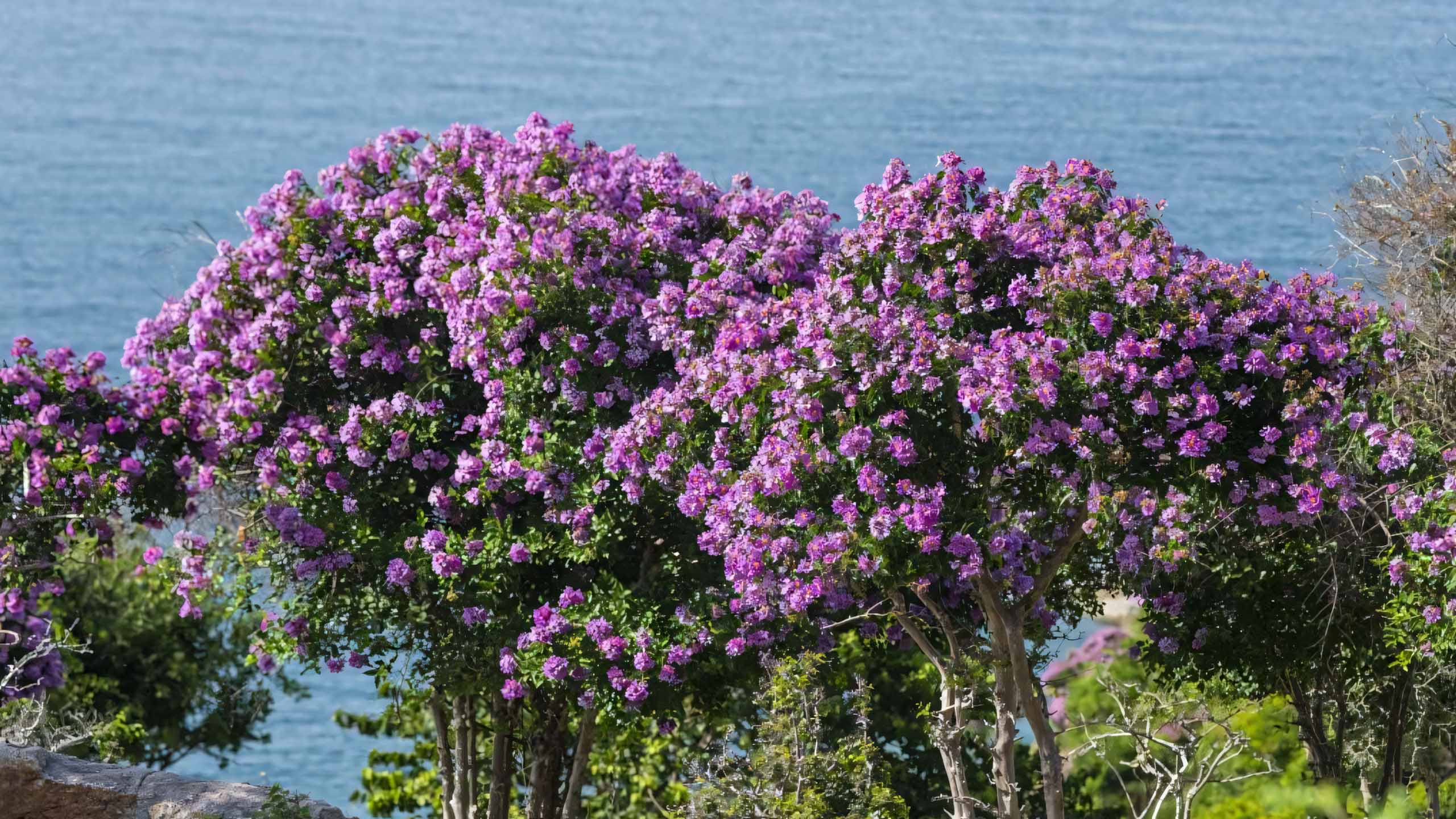 cay anh hoa bang lang buon 2560px 1440px 2k 7