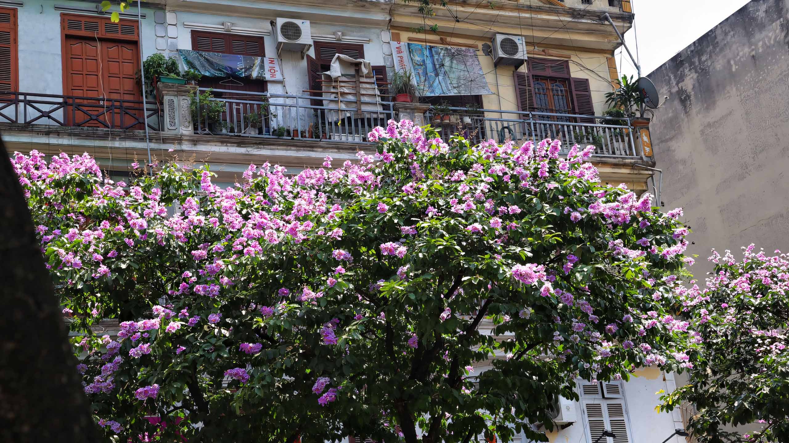 cay anh hoa bang lang buon 2560px 1440px 2k 5