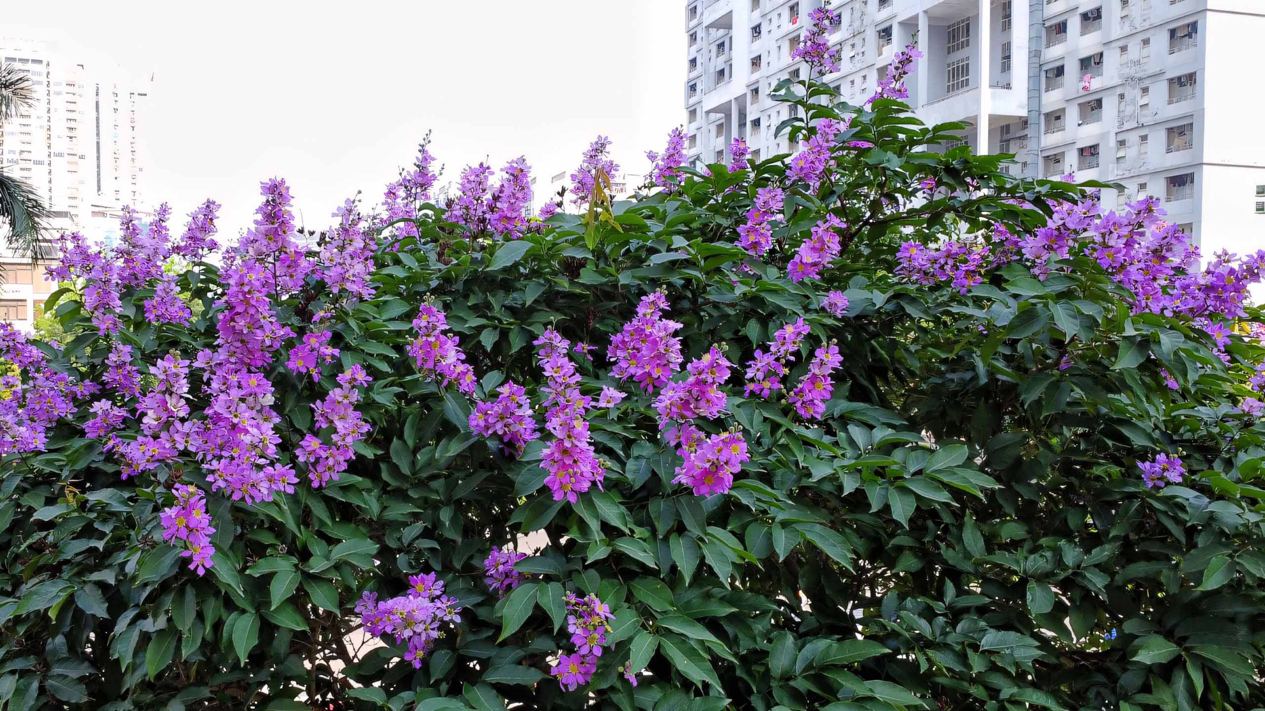 cay anh hoa bang lang buon 2560px 1440px 2k 4