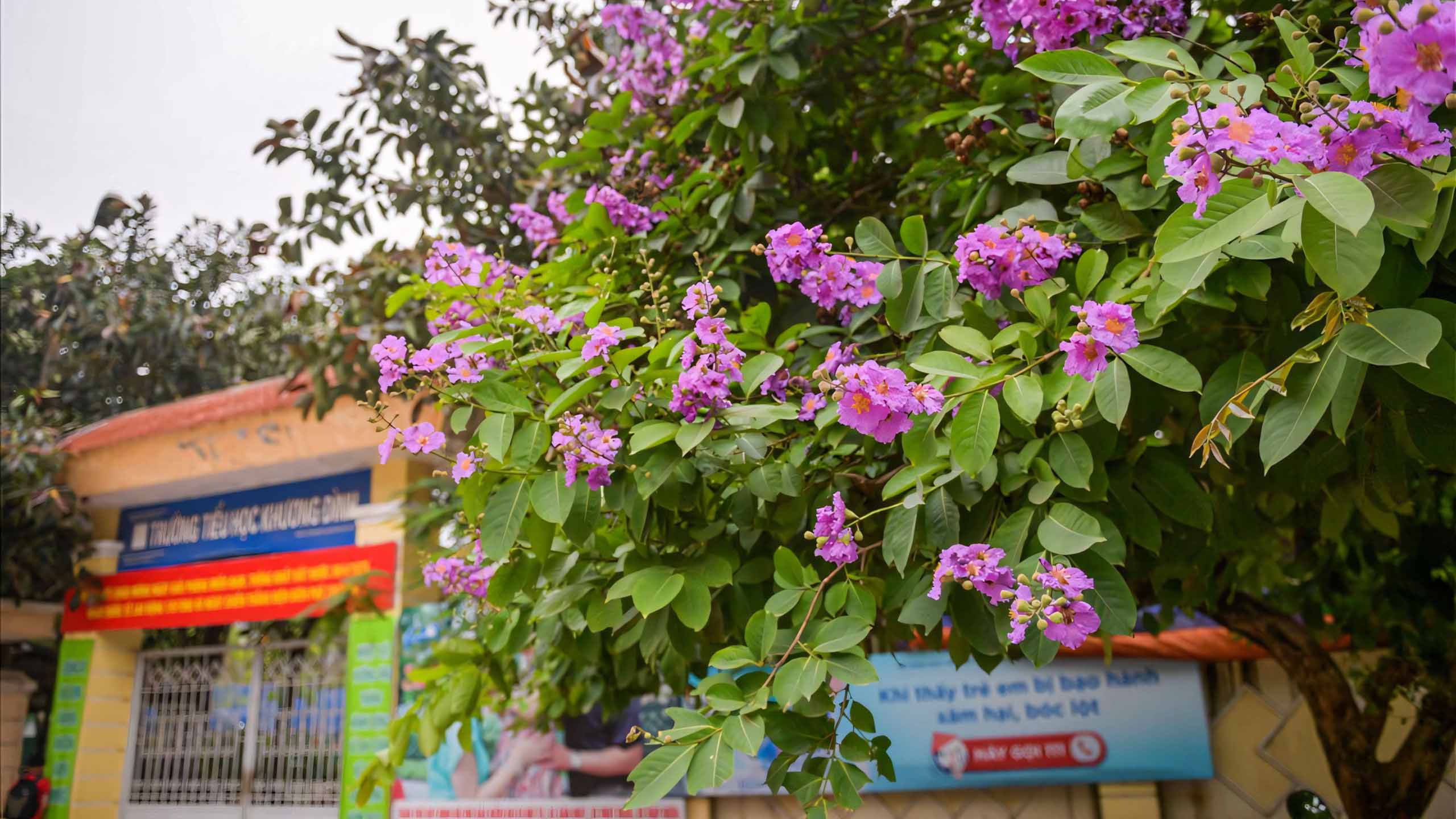 cay anh hoa bang lang buon 2560px 1440px 2k 1