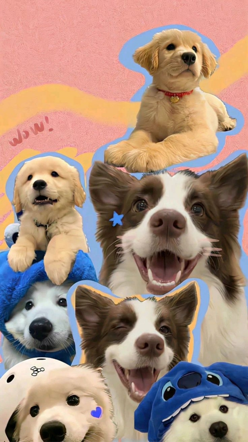 ảnh nền điện thoại cute cho thú cưng