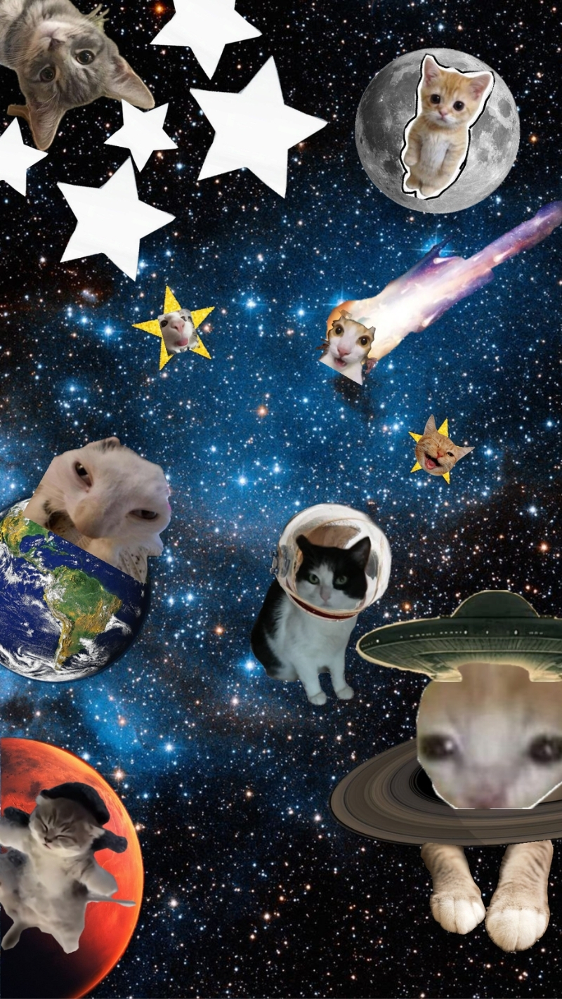 ảnh nền điện thoại mèo meme 1