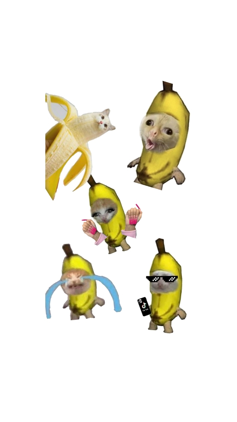 ảnh nền điện thoại mèo meme 2