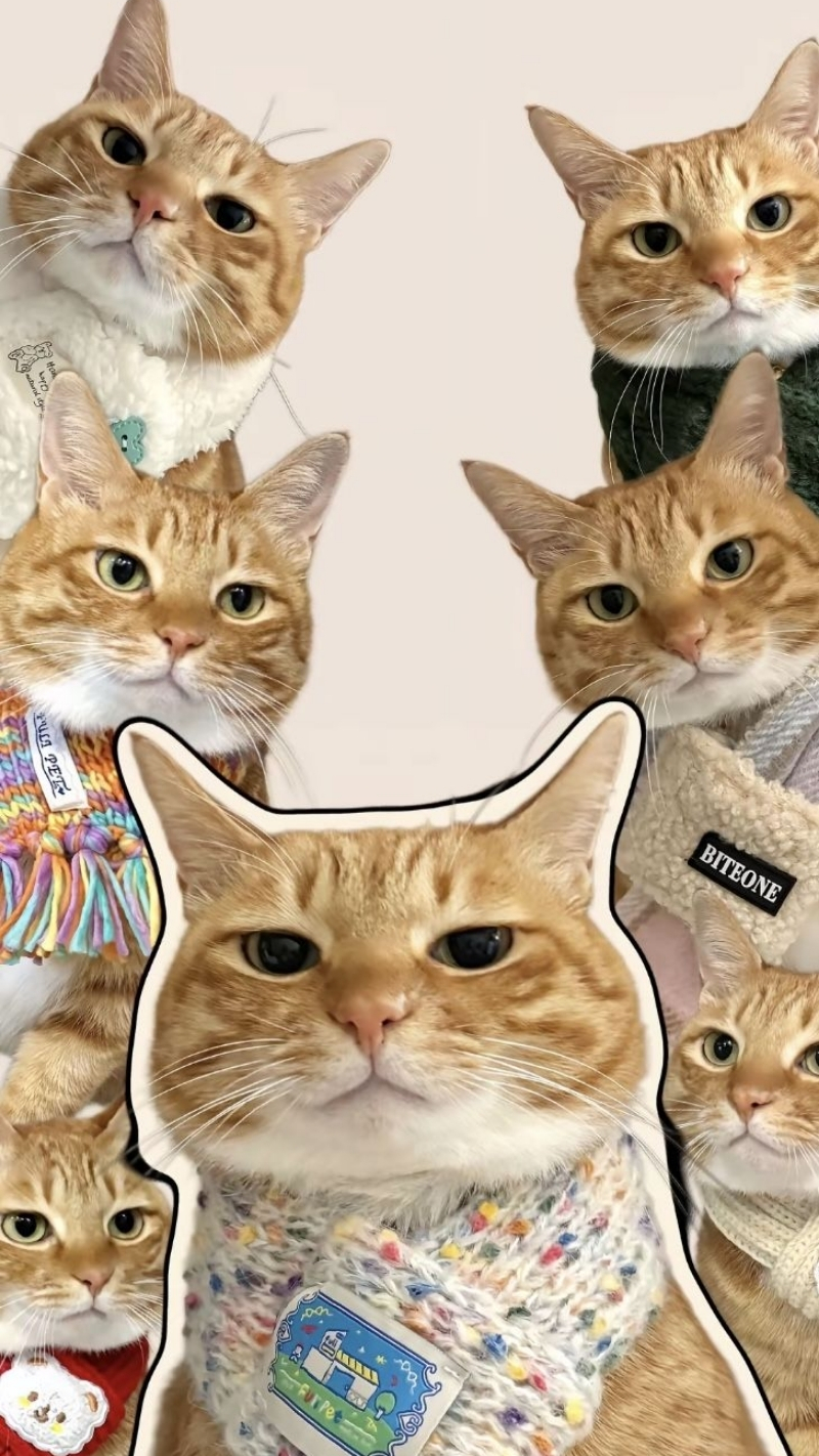 ảnh nền điện thoại mèo meme 4