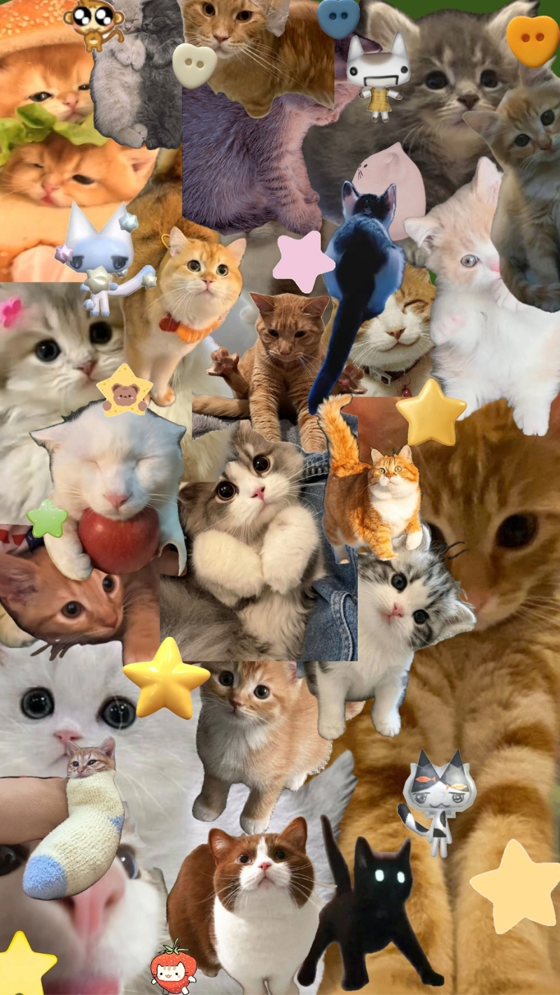 ảnh nền điện thoại mèo meme 5