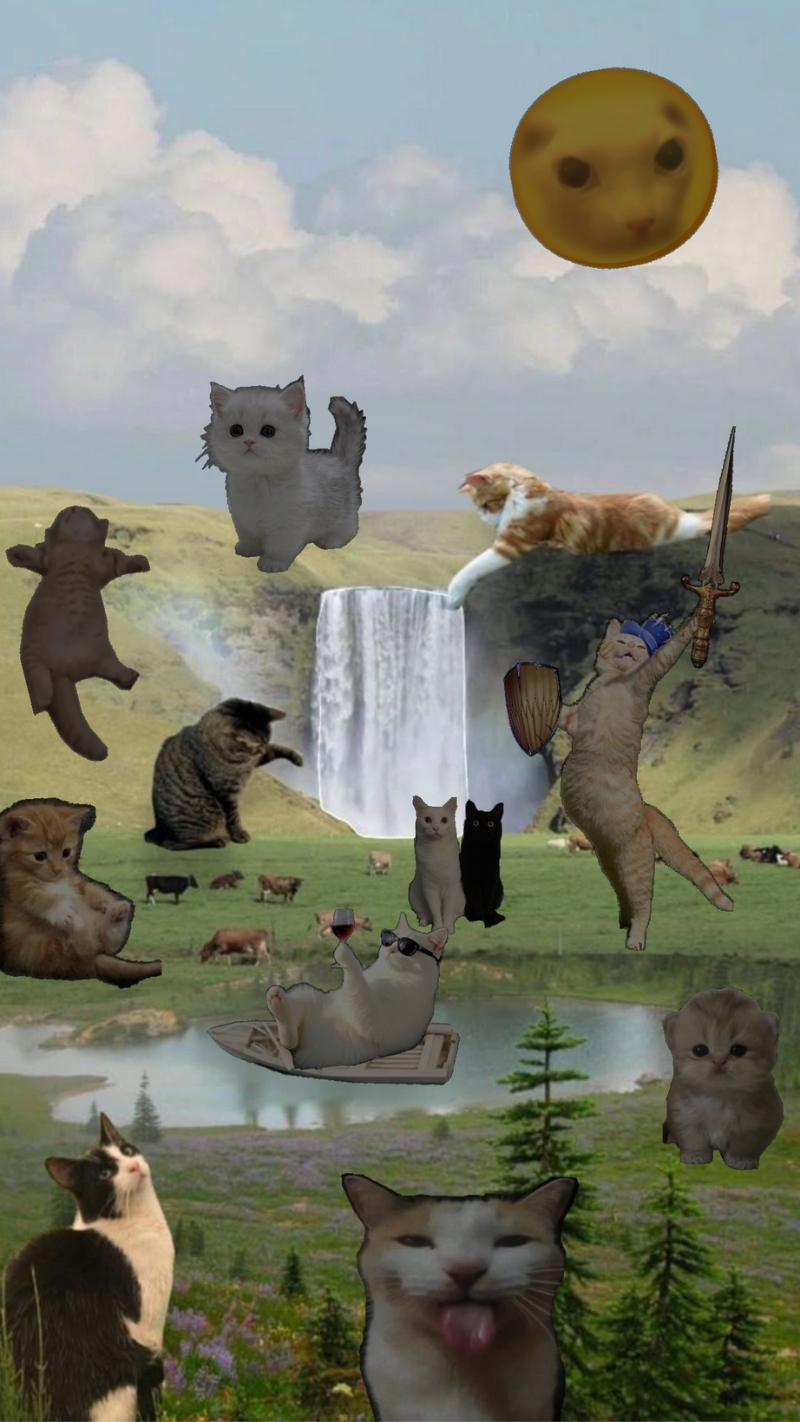 ảnh nền điện thoại mèo meme 6