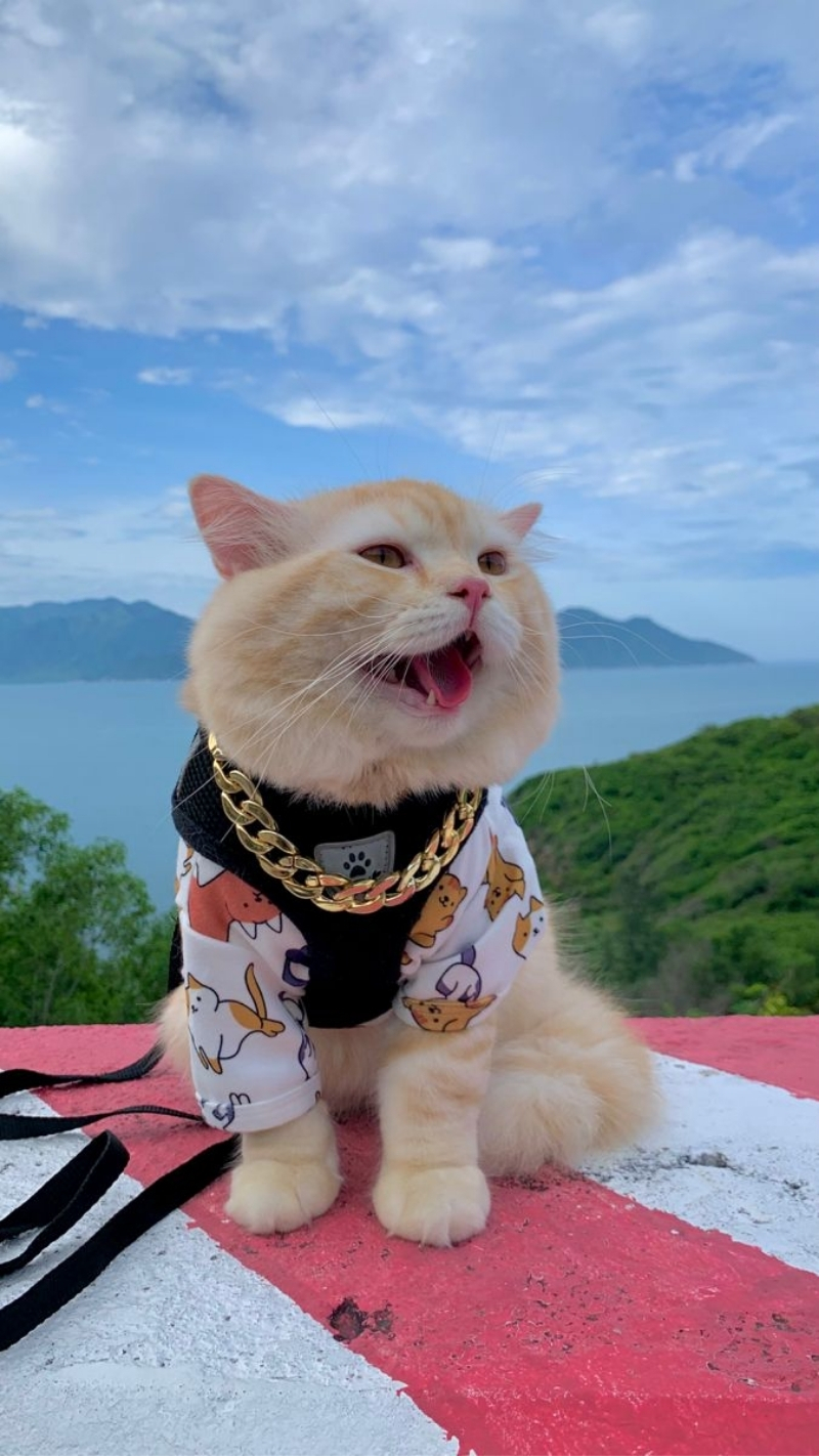 ảnh nền cute mèo núi tuyết