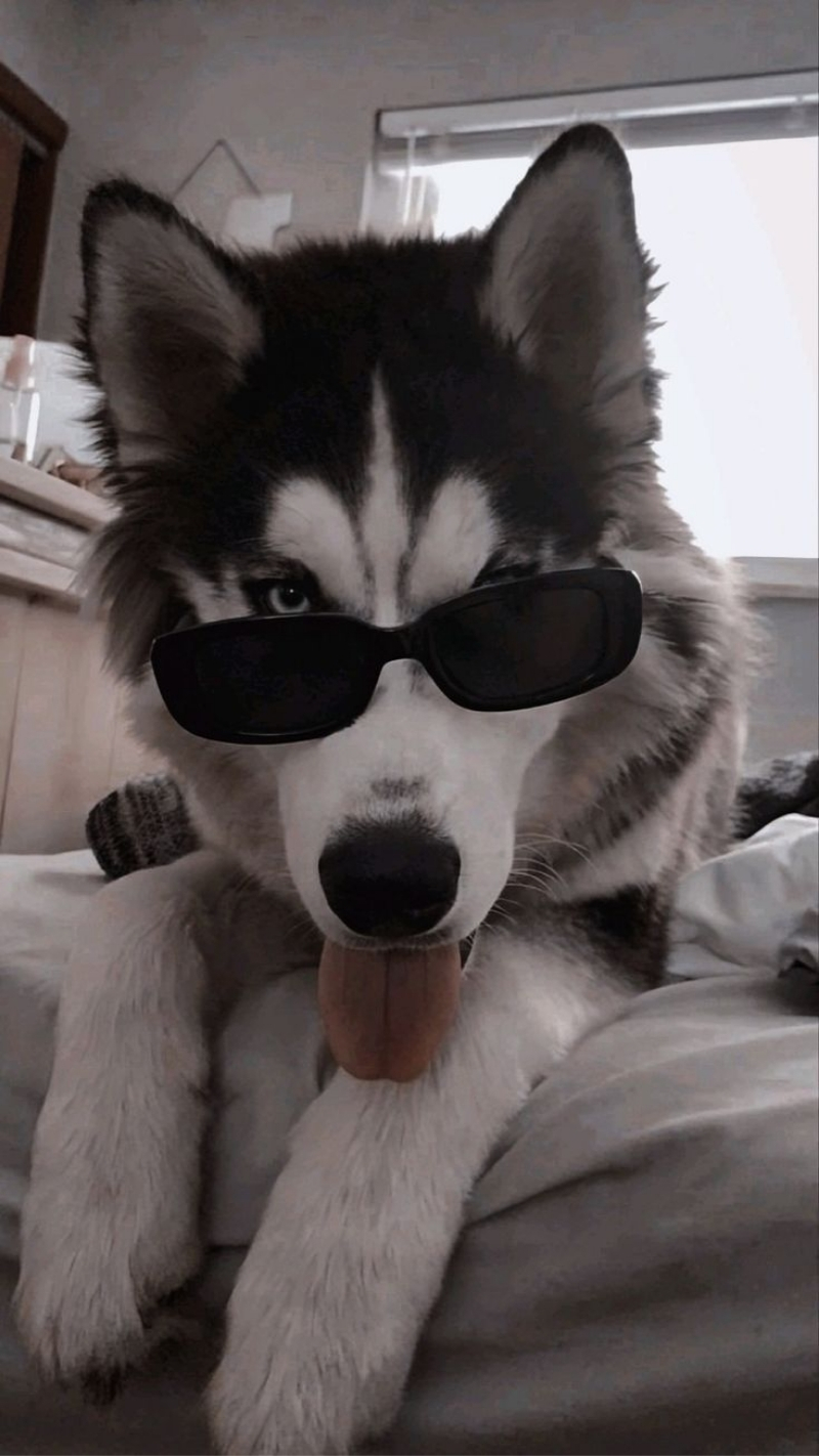 ảnh nền điện thoại động vật mèo 2