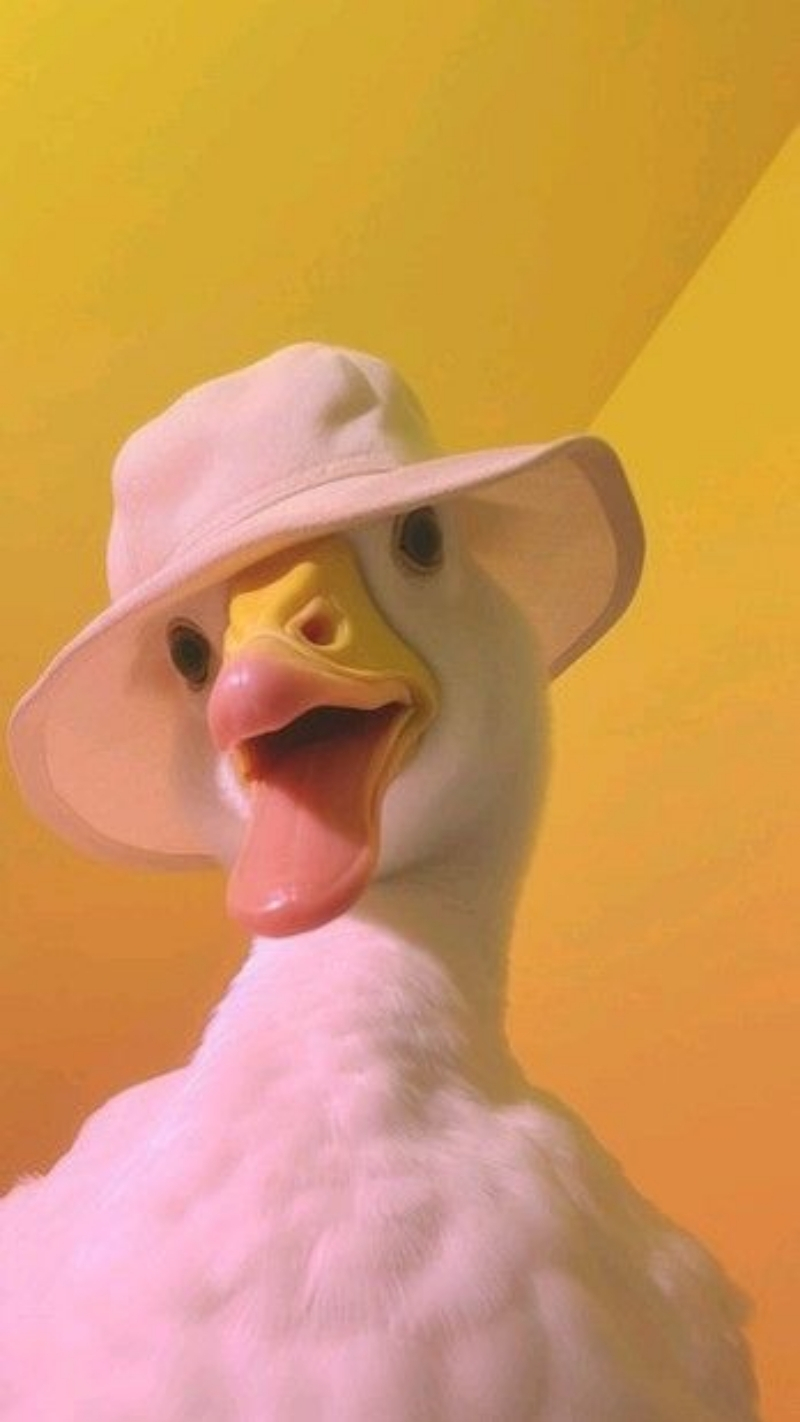 ảnh nền điện thoại động vật mèo cá mập