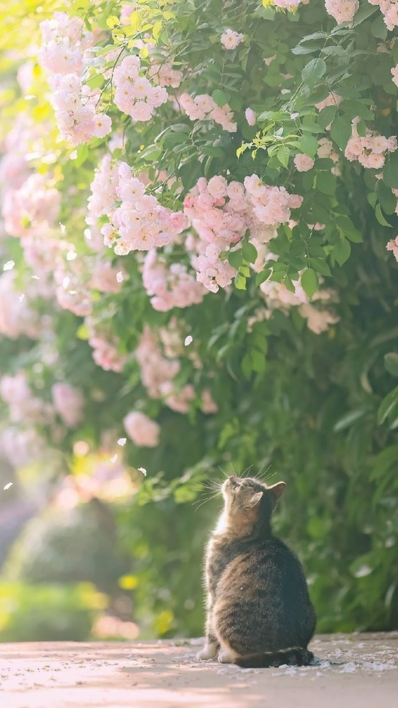 ảnh nền điện thoại mèo và hoa