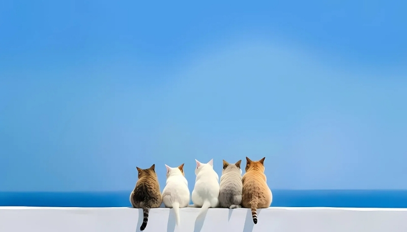 ảnh nền cute mèo ngắm biển