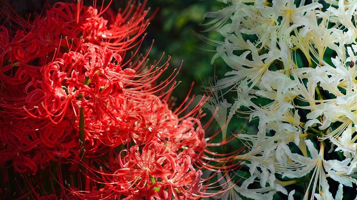 hình nền hoa bỉ ngạn