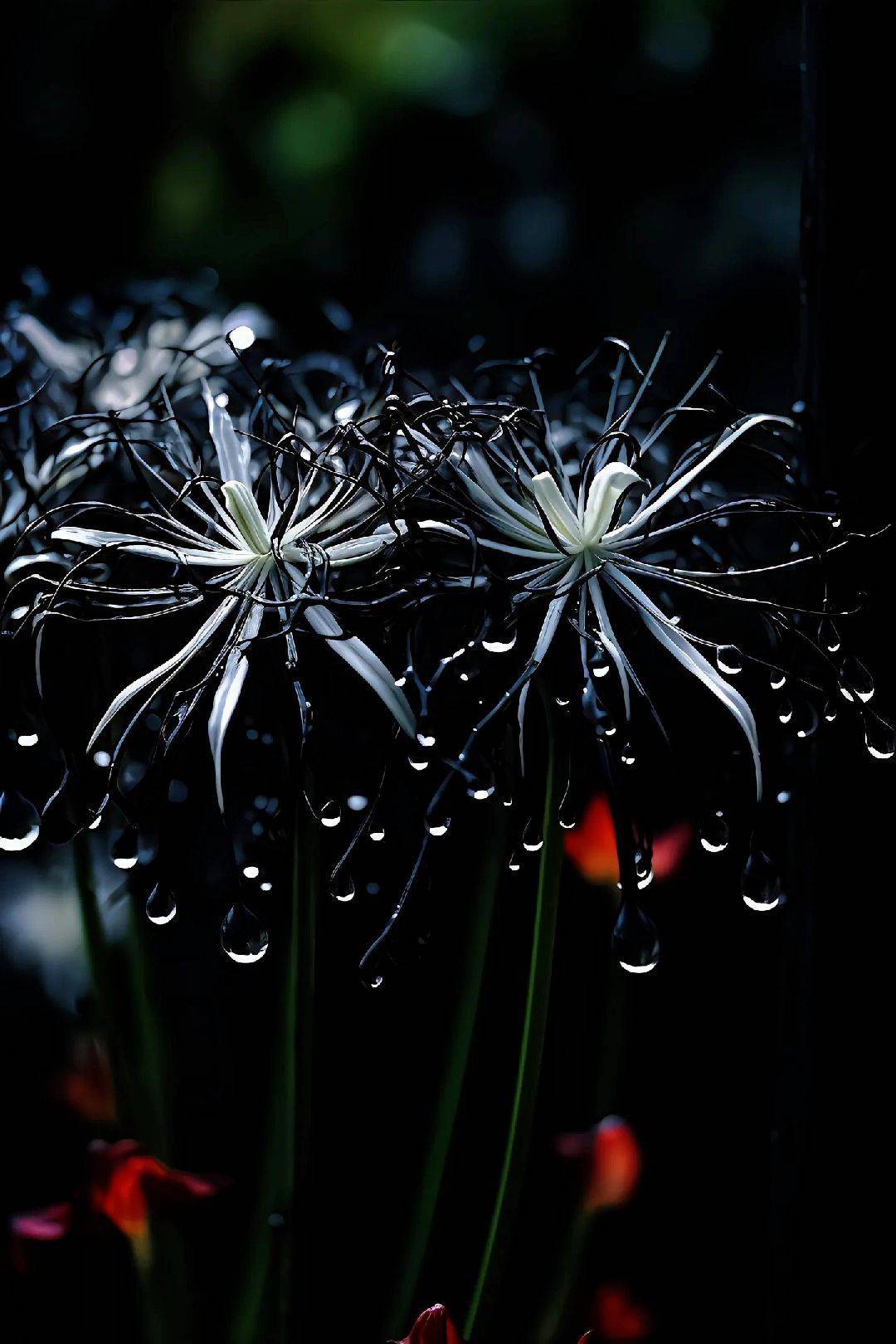 hình nền hoa bỉ ngạn buồn