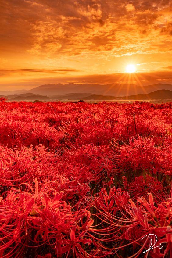 hình nền hoa bỉ ngạn đỏ