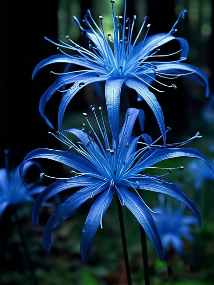 hình nền hoa bỉ ngạn