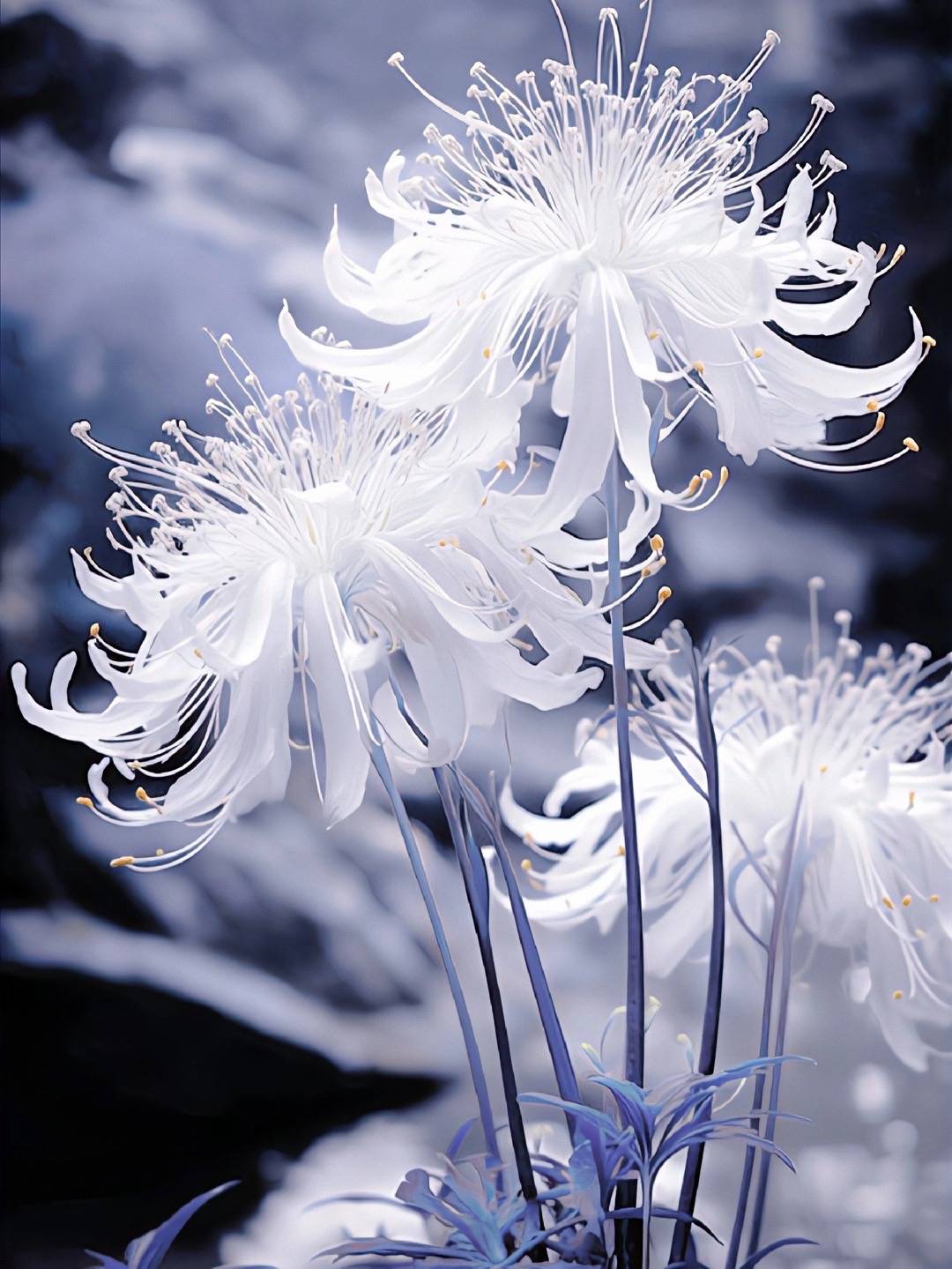 hình nền hoa bỉ ngạn đẹp