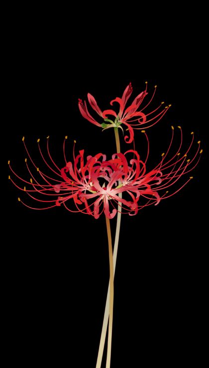 hình nền hoa bỉ ngạn đỏ