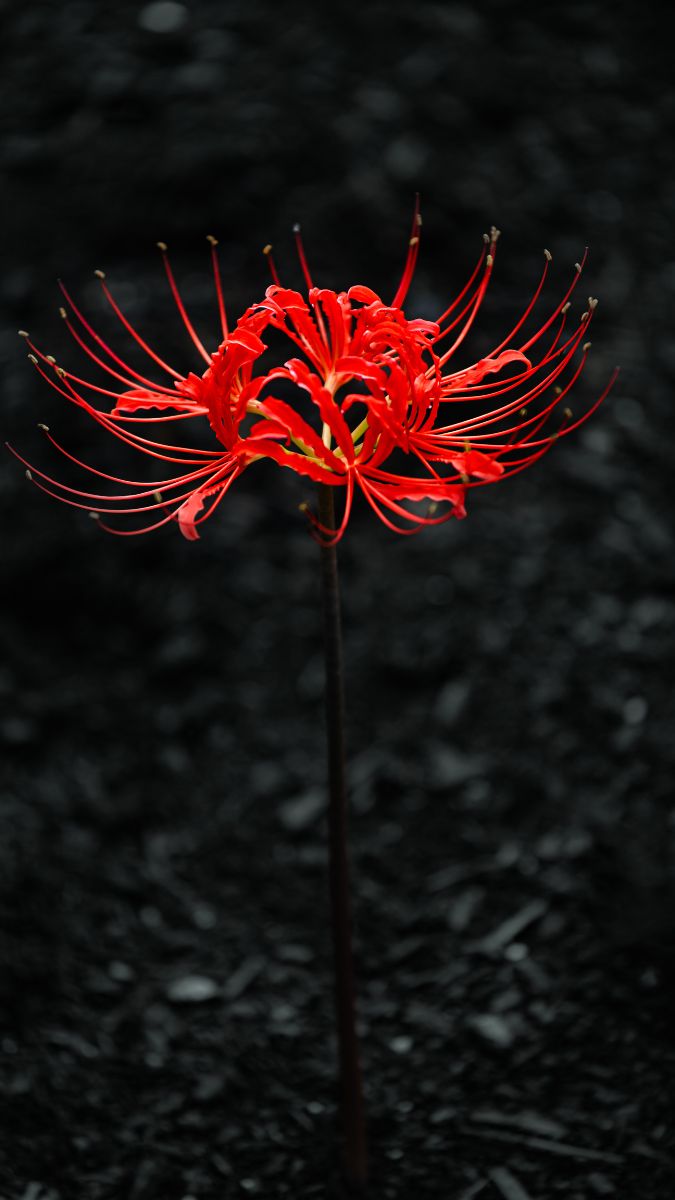 hình nền hoa bỉ ngạn 3d