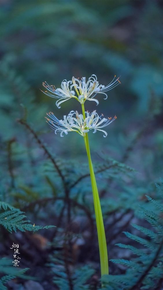 hình ảnh hoa bỉ ngạn 4k