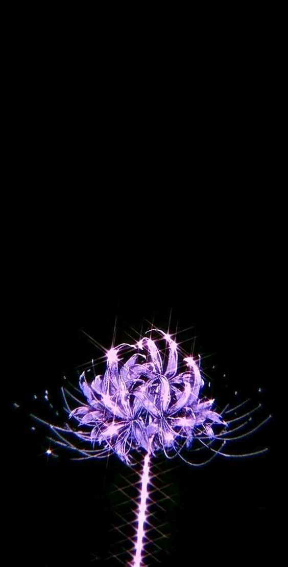 hình nền hoa bỉ ngạn tím