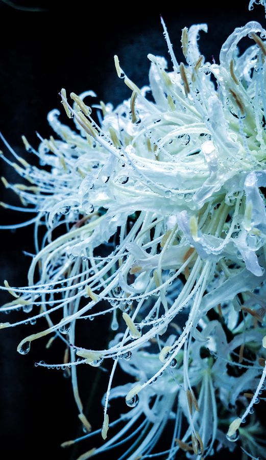 ảnh nền hoa bỉ ngạn trắng