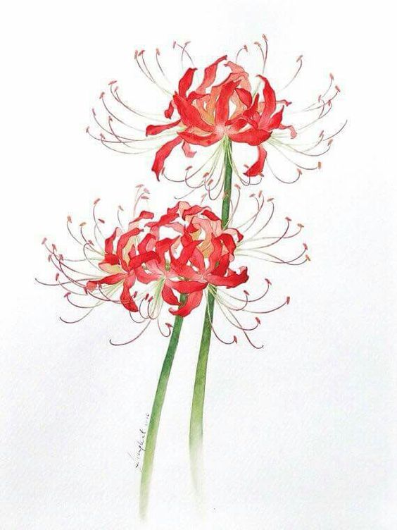 hình nền hoa bỉ ngạn cổ trang