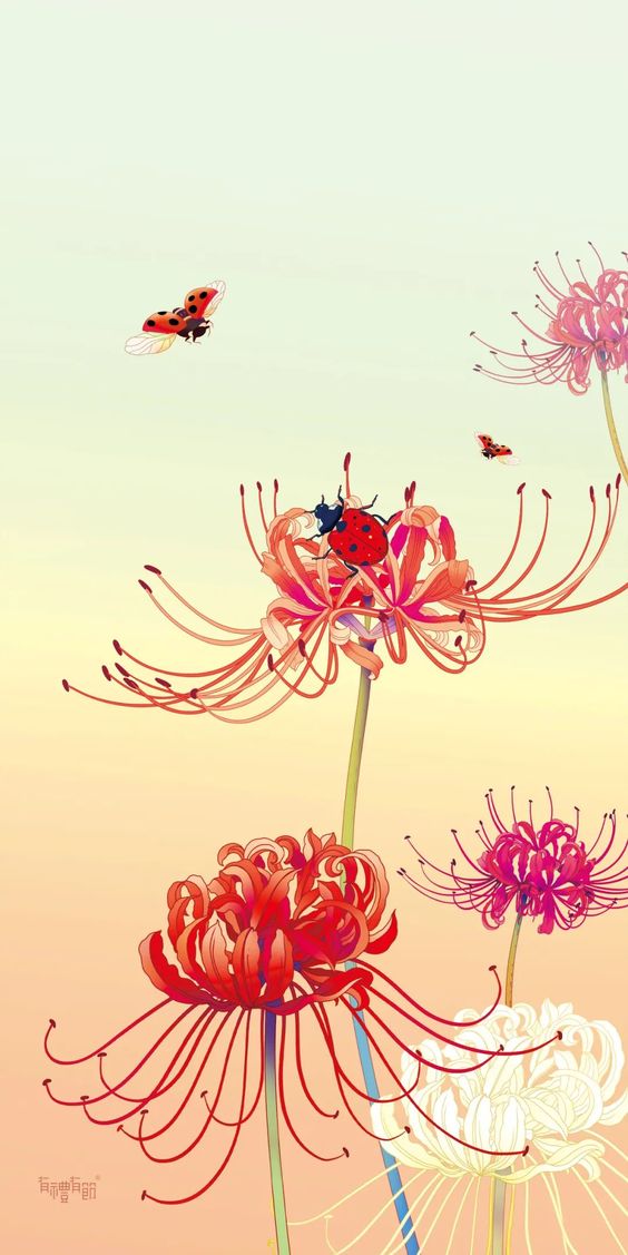 hình nền hoa bỉ ngạn cổ trang