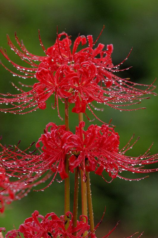 hình nền hoa bỉ ngạn cổ trang