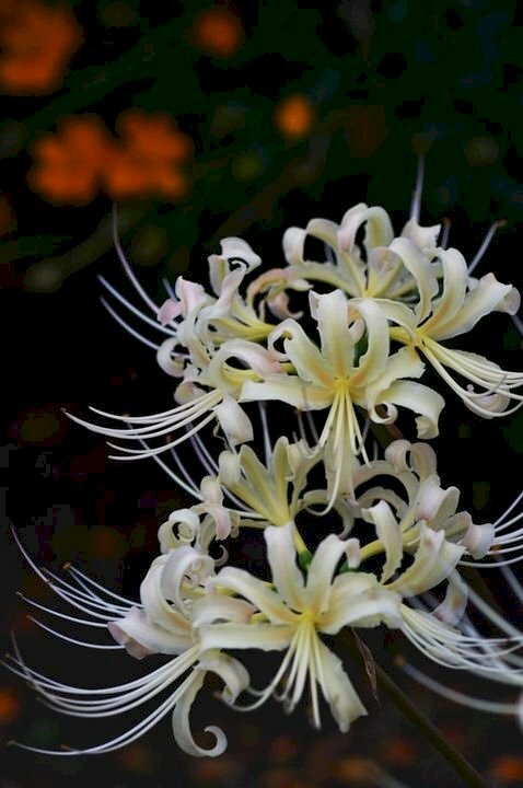 hình nền hoa bỉ ngạn anime