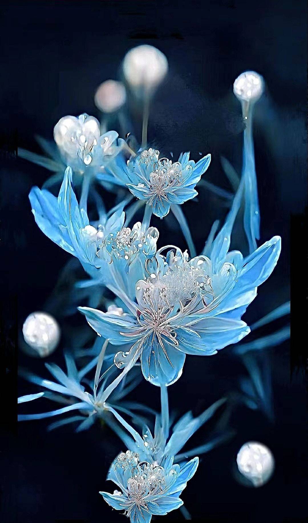 ảnh nền hoa bỉ ngạn trắng