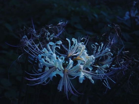 ảnh nền hoa bỉ ngạn