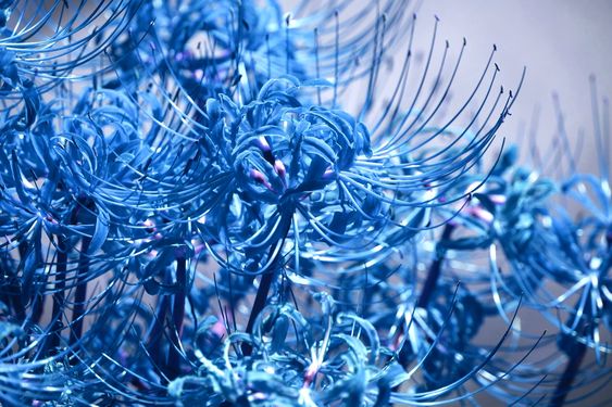 ảnh nền hoa bỉ ngạn xanh