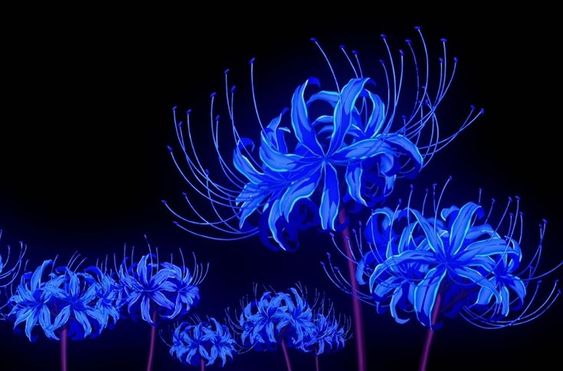 ảnh nền hoa bỉ ngạn xanh