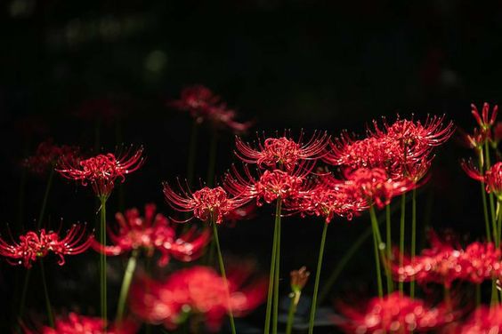 ảnh nền hoa bỉ ngạn xanh