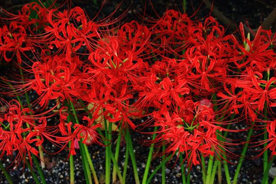 hình nền máy tính hoa bỉ ngạn đỏ