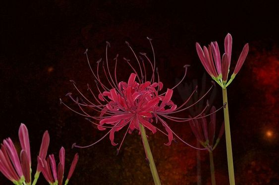 hình nền máy tính hoa bỉ ngạn đỏ