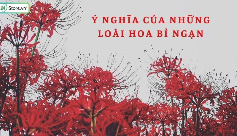 TOP 199+ Hình nền hoa bỉ ngạn ma mị, 3D ĐẸP NHẤT, siêu sắc nét