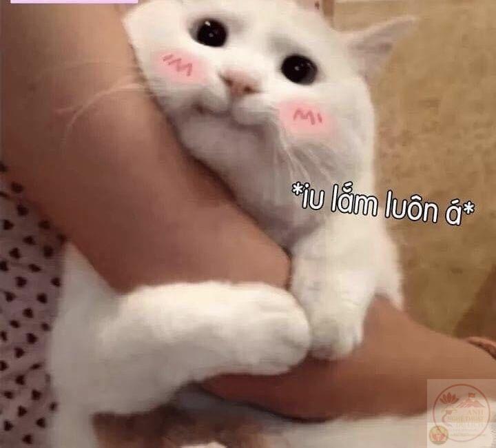 Một ảnh chế ngọt ngào biến những cảm xúc bình thường thành lời tỏ tình độc đáo